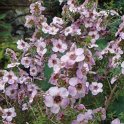 Leptospermum scoparium 'Magellon' fleur